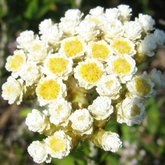 Helichrysum teretifolium